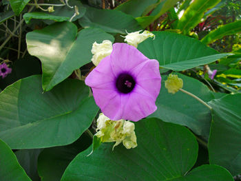 Close-up of pink flowering plant