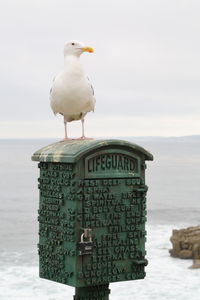 Seagull perching on mail box by sea against sky