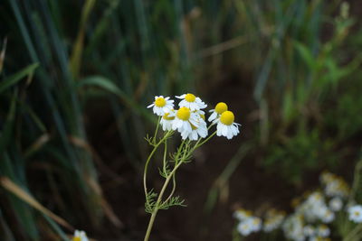 Close-up of white flowers against blurred background