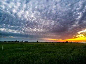 Scenic view of agricultural field against sky during sunset