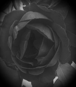 Close-up of rose blooming indoors