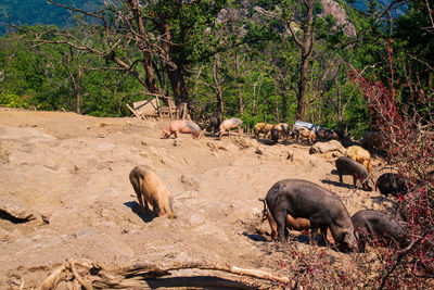 Pigs walking free around on the isle of corsica in france during summertime with a forest