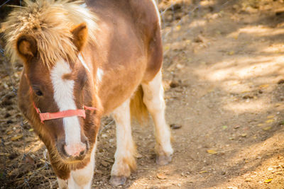 Horse standing in a field