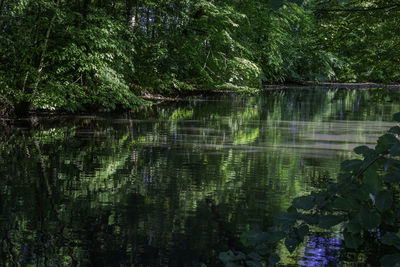 Scenic view of lake in forest