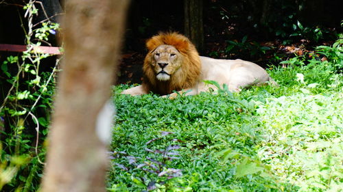 View of a cat lying on grass