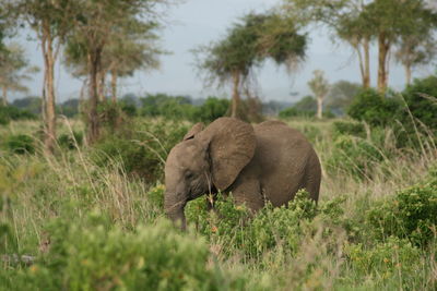 Elephant in a field