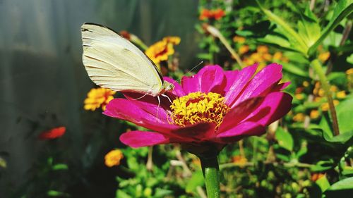 Close-up of butterfly pollinating flower