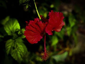 Close-up of red flower blooming outdoors