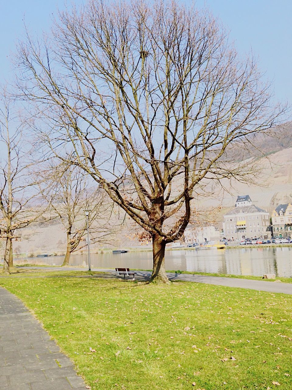 bare tree, tree, grass, branch, field, tranquility, tranquil scene, nature, grassy, landscape, beauty in nature, sky, scenics, tree trunk, footpath, park - man made space, clear sky, built structure, building exterior, day