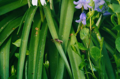 Close-up of insect on green plant