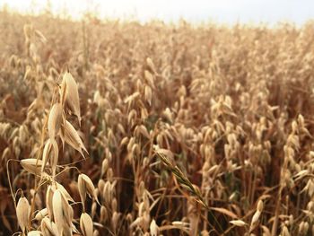 Close-up of crops growing on field