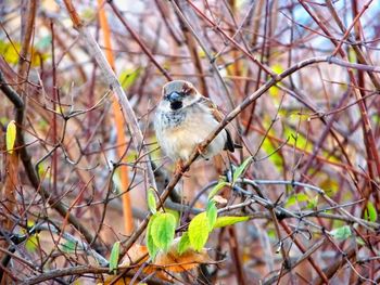 Close-up of bird perching on branch