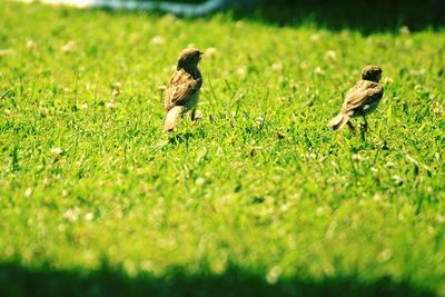 Bird on grassy field