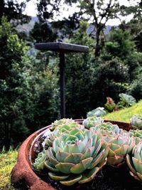 Close-up of succulent plant on field