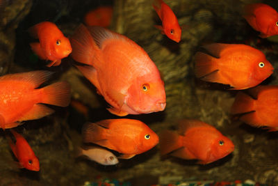 Close-up of koi fish in water