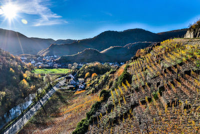 In the vineyards