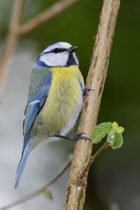 Close-up of bird perching on branch