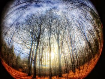 Bare trees against sky