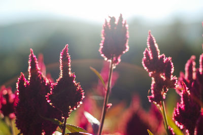 Close-up of plants against blurred background