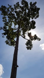 Low angle view of tree against sky