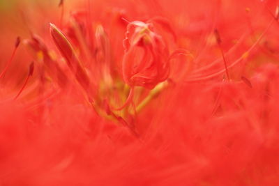 Full frame shot of red  flower