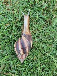 High angle view of shell on grass