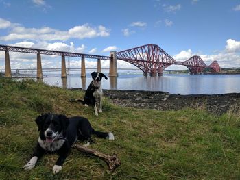 Dogs sitting on bridge over sea against sky