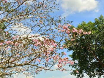 Low angle view of pink flower tree