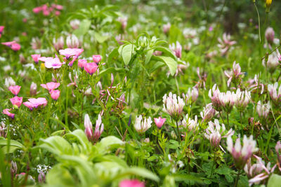 Close-up of pink flowering plants