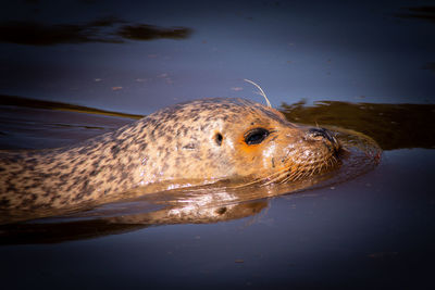 Close-up of turtle in sea