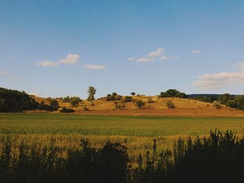 Scenic view of field against sky