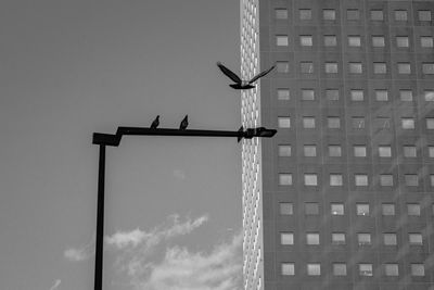 Low angle view of bird perching on building against sky