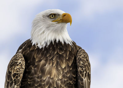 Bald headed eagle, close up shot with blurred blue sky background