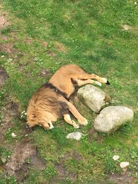 High angle view of dog on grass