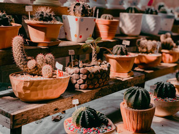 Potted plants on table