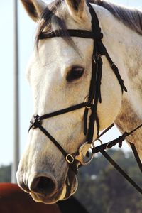 Close-up of horse