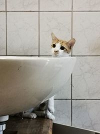 Cat sitting on bathroom cabinet