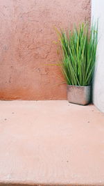 High angle view of potted plant against wall