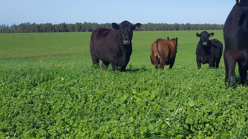 Cows grazing on field against clear sky