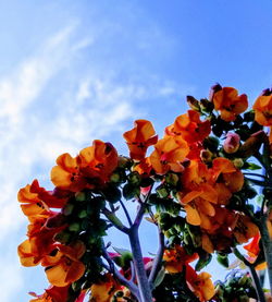 Low angle view of fresh flowers blooming against sky