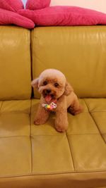 Portrait of cute dog sitting on sofa