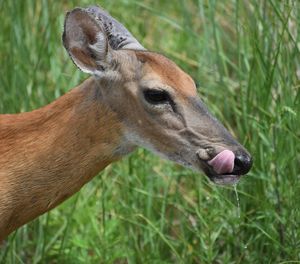 Close-up of deer licking her lips