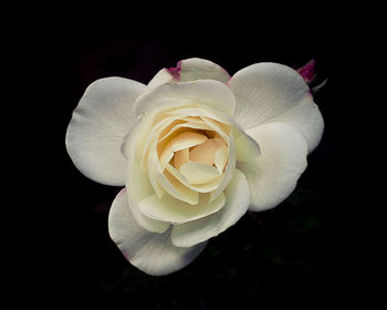 Close-up of white rose against black background