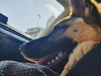 Close-up of dog looking away