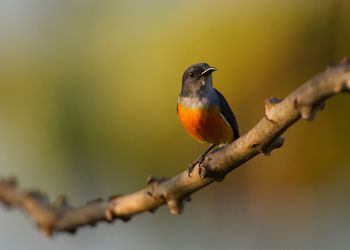 Close-up of bird perching on branch