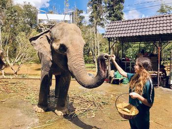 Full length of man standing by elephant