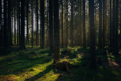 Pine trees in forest