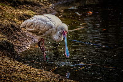 Close-up of bird in water