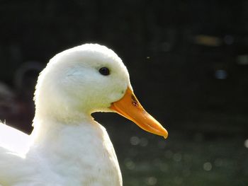Close-up of swan swimming in lake