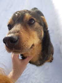 Close-up of dog hand on snow